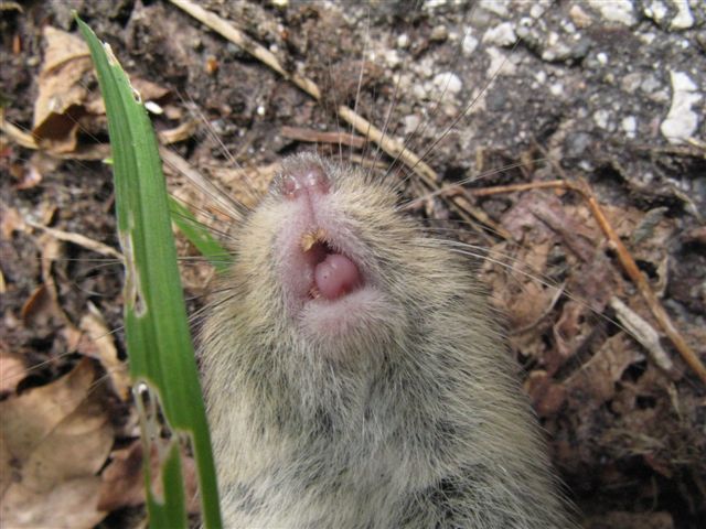 Microtus arvalis